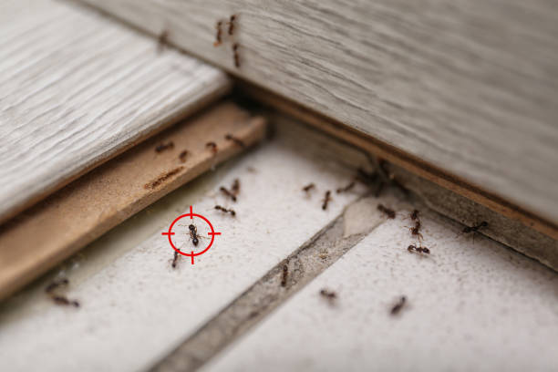 Wildlife Control Services in Bayonne, NJ