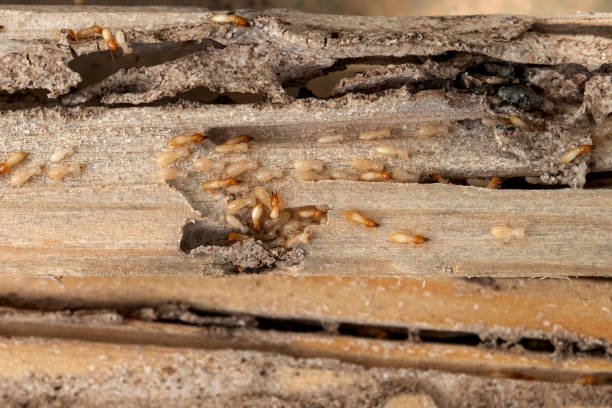 Best Pest Removal Services  in Bayonne, NJ