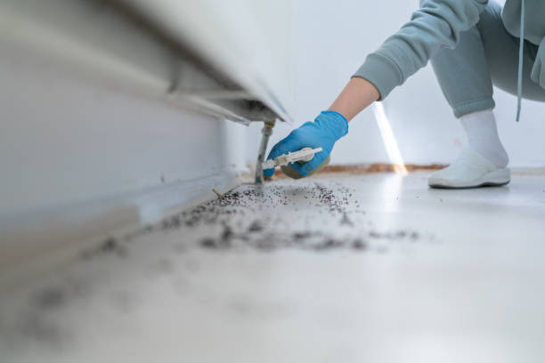 Best Ant Control Services  in Bayonne, NJ